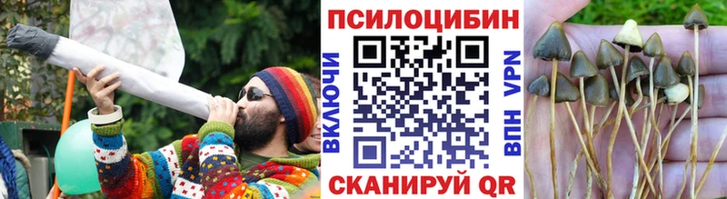 Купить где  Братск  Псилоцибиновые грибы Psilocybine cubensis 